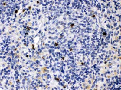 2 - Anti-MMP-9 Picoband Antibody ABO11626