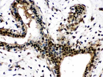 2 - Anti-Visfatin Picoband Antibody ABO11627