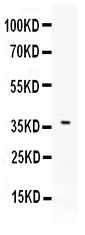 1 - Anti-B7 DC Picoband Antibody ABO11628