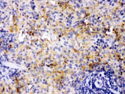 2 - Anti-PF4 Picoband Antibody ABO11630
