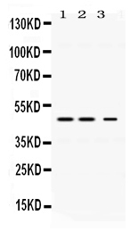 1 - Anti-Perilipin 3 Picoband Antibody ABO11631