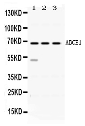 1 - Anti-ABCE1 Picoband Antibody ABO11638
