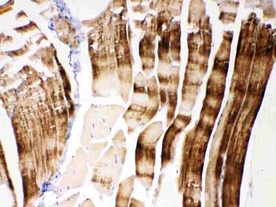 2 - Anti-ACTN3 Picoband Antibody ABO11644