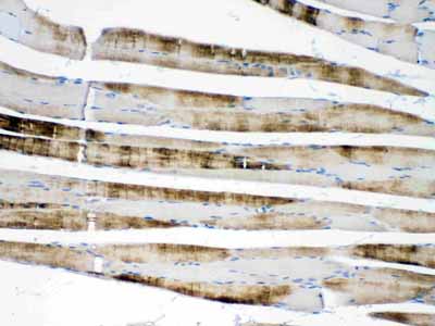 2 - Anti-ACTN3 Picoband Antibody ABO11644