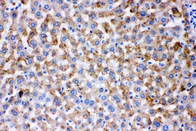 2 - Anti-AK2 Picoband Antibody ABO11652