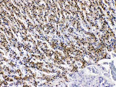 2 - Anti-AKR1B1 Picoband Antibody ABO11653