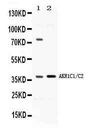 1 - Anti-AKR1C1/C2 Picoband Antibody ABO11654