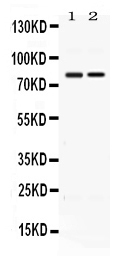 1 - Anti-AMFR Picoband Antibody ABO11657