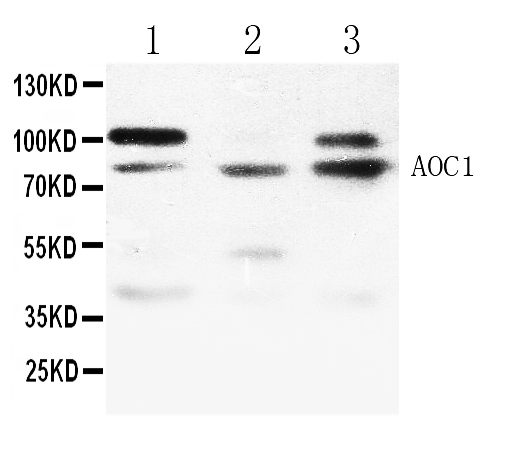 1 - Anti-ABP1 Picoband Antibody ABO11658