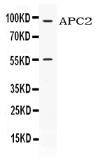 1 - Anti-APC2 Picoband Antibody ABO11659