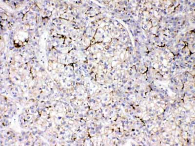 2 - Anti-Apolipoprotein B Picoband Antibody ABO11660