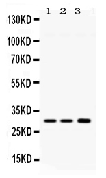 1 - Anti-AQP11 Picoband Antibody ABO11662