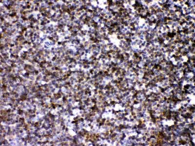 2 - Anti-ARHGEF1 Picoband Antibody ABO11663