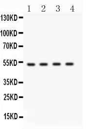 1 - Anti-BDKRB2 Picoband Antibody ABO11665