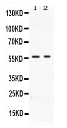 1 - Anti-BMP15 Picoband Antibody ABO11666