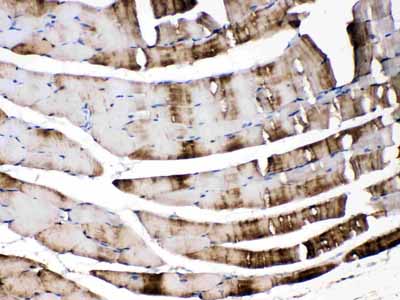 2 - Anti-CA3 Picoband Antibody ABO11667