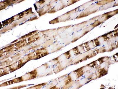 2 - Anti-CA3 Picoband Antibody ABO11667