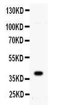 1 - Anti-CD40/TNFRSF5 Picoband Antibody ABO11669