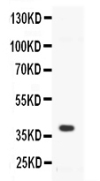 1 - Anti-CD40/TNFRSF5 Picoband Antibody ABO11670
