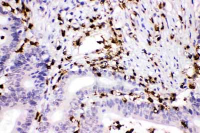 2 - Anti-Cathepsin G Picoband Antibody ABO11671