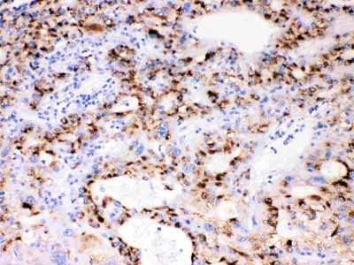 2 - Anti-CYP3A4 Picoband Antibody ABO11673
