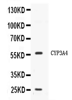 1 - Anti-CYP3A4 Picoband Antibody ABO11673