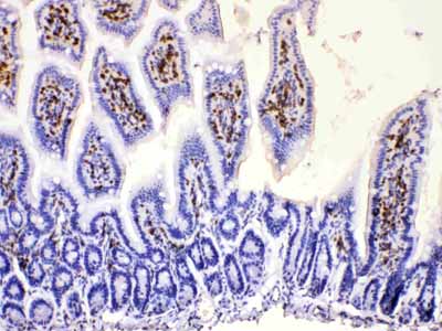 2 - Anti-DHODH Picoband Antibody ABO11674