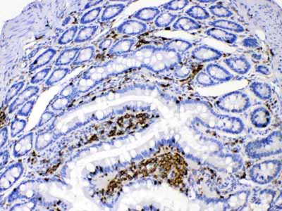 2 - Anti-DHODH Picoband Antibody ABO11674