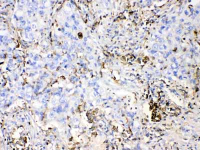 2 - Anti-DHODH Picoband Antibody ABO11674