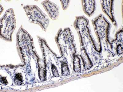 2 - Anti-E2F4 Picoband Antibody ABO11675