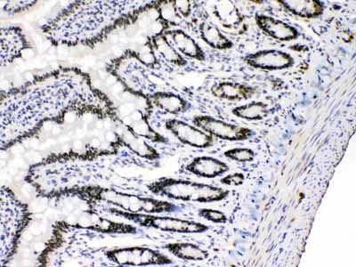 2 - Anti-E2F4 Picoband Antibody ABO11675