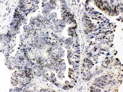 2 - Anti-E2F4 Picoband Antibody ABO11675