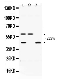 1 - Anti-E2F4 Picoband Antibody ABO11675
