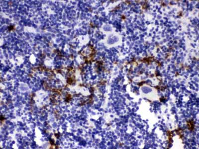 2 - Anti-Elastase/ELANE/ELA2 Picoband Antibody ABO11676