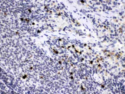 2 - Anti-Elastase/ELANE/ELA2 Picoband Antibody ABO11676