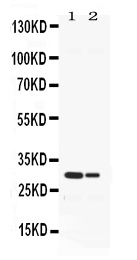 1 - Anti-Elastase/ELANE/ELA2 Picoband Antibody ABO11676