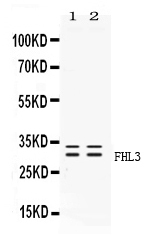 1 - Anti-FHL3 Picoband Antibody ABO11682