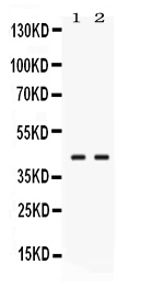 1 - Anti-TXNL2 Picoband Antibody ABO11684