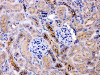 2 - Anti-GNB1 Picoband Antibody ABO11685