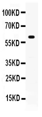 1 - Anti-GPI Picoband Antibody ABO11687