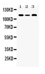 1 - Anti-HLTF Picoband Antibody ABO11688