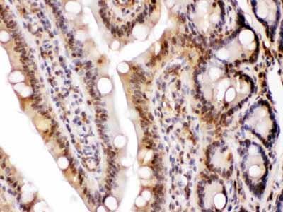 2 - Anti-LDHA Picoband Antibody ABO11693