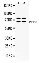 1 - Anti-MPP2 Picoband Antibody ABO11697
