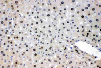 2 - Anti-NFIA Picoband Antibody ABO11698