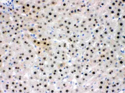 2 - Anti-NFIA Picoband Antibody ABO11698