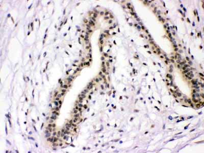 2 - Anti-NFIA Picoband Antibody ABO11698