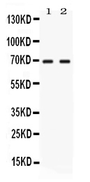 1 - Anti-NFIA Picoband Antibody ABO11698