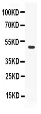 1 - Anti-ADFP Picoband Antibody ABO11701