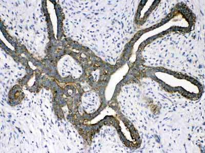 2 - Anti-PSAT1 Picoband Antibody ABO11704