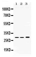1 - Anti-PSMA1 Picoband Antibody ABO11705